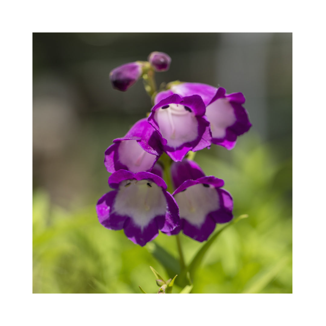 Penstemon Pensham PlumJerkin