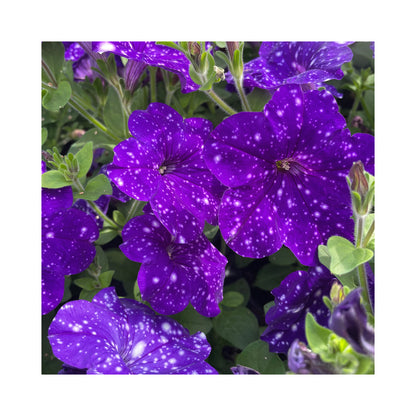 Petunia Starry Night Collection