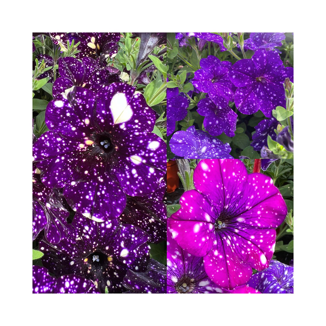 Petunia Starry Night Collection