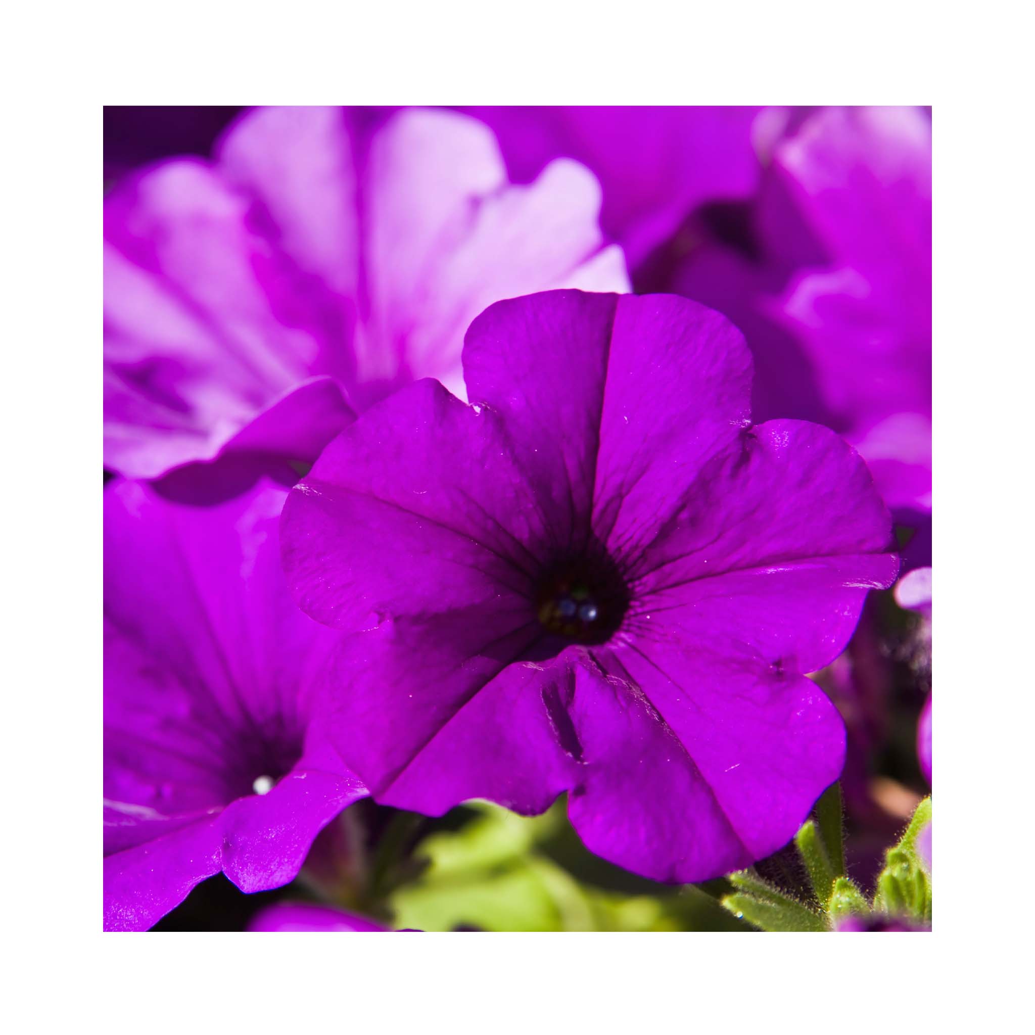 Petunia Surfinia Purple