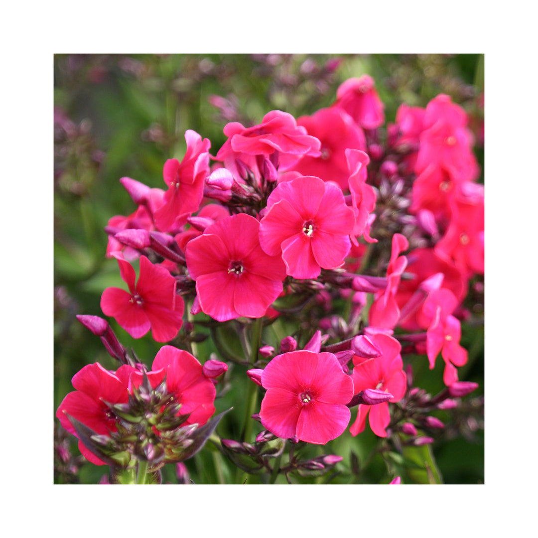 6 Pack of Hardy Perennial Cottage Garden Plants. Each Variety Labelled.
