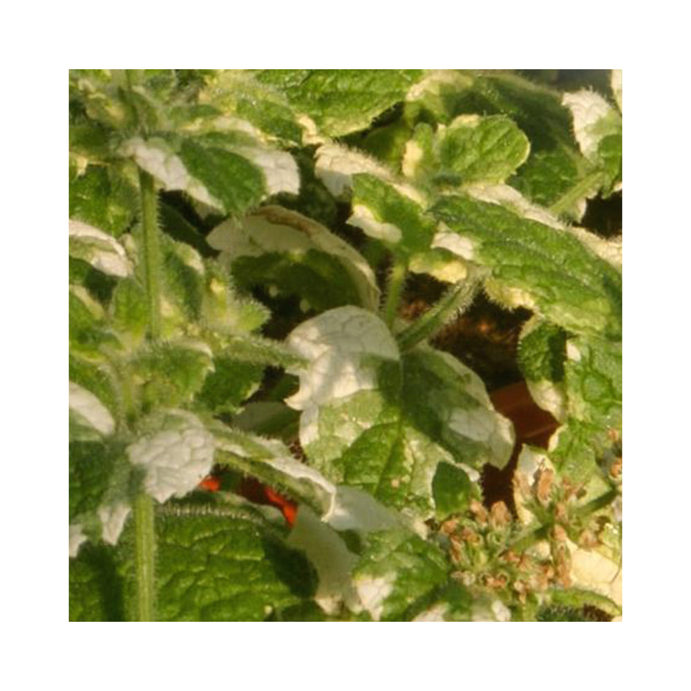 Pineapple Mint