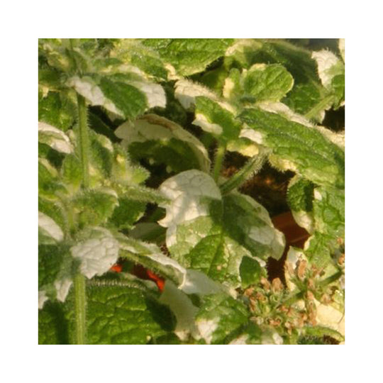 Pineapple Mint