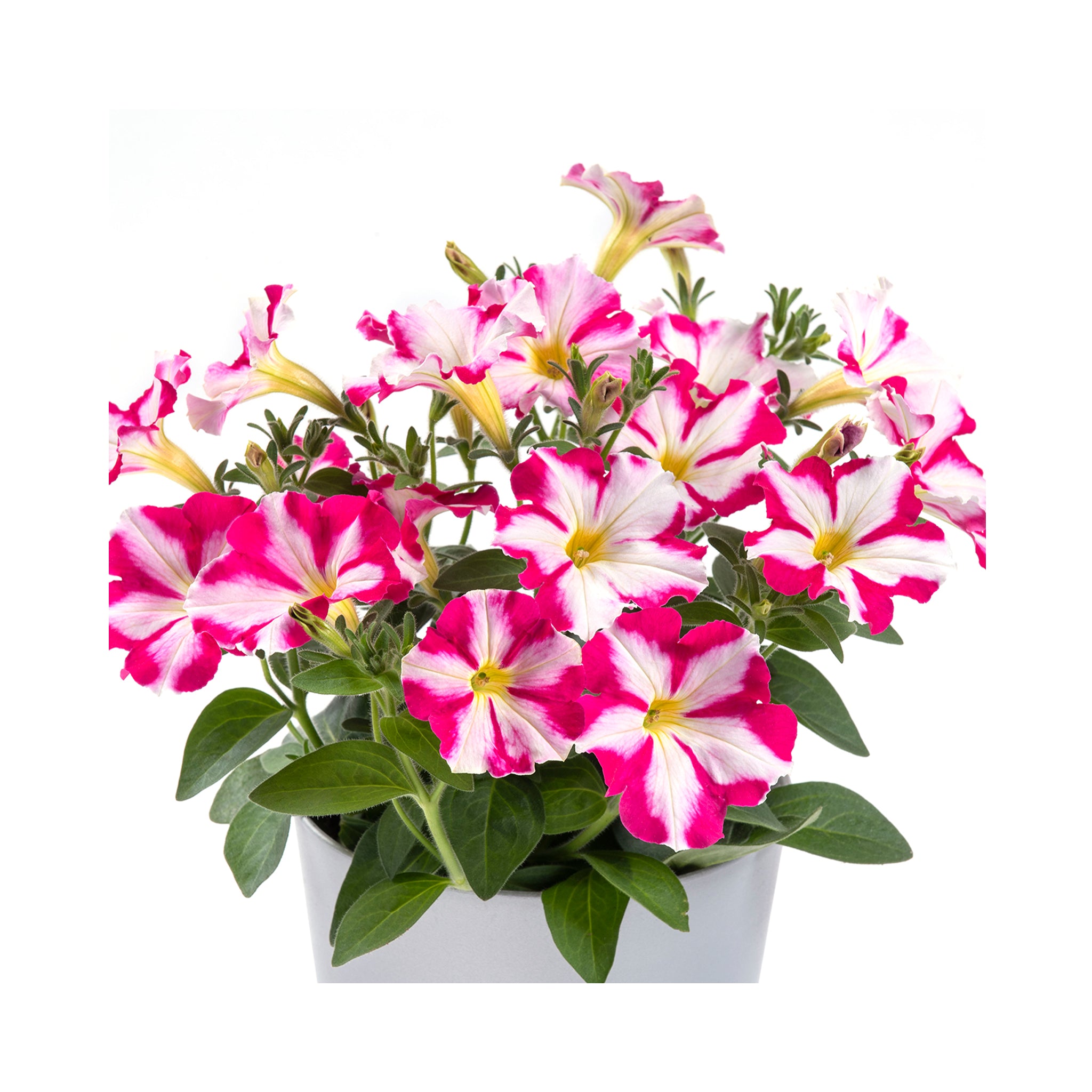 Petunia Prettytoonia Pink Jet
