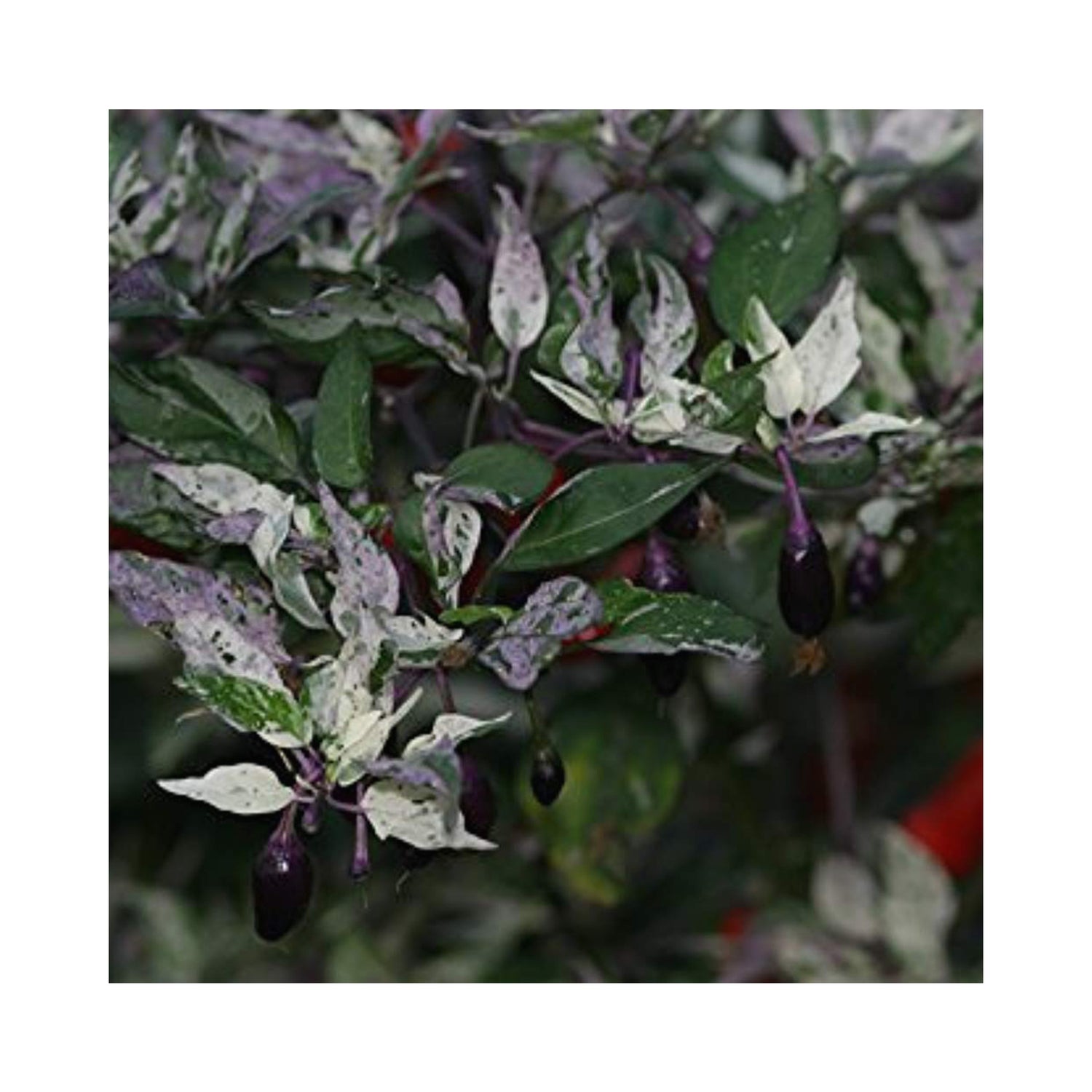 Chilli Purple Tiger Plant