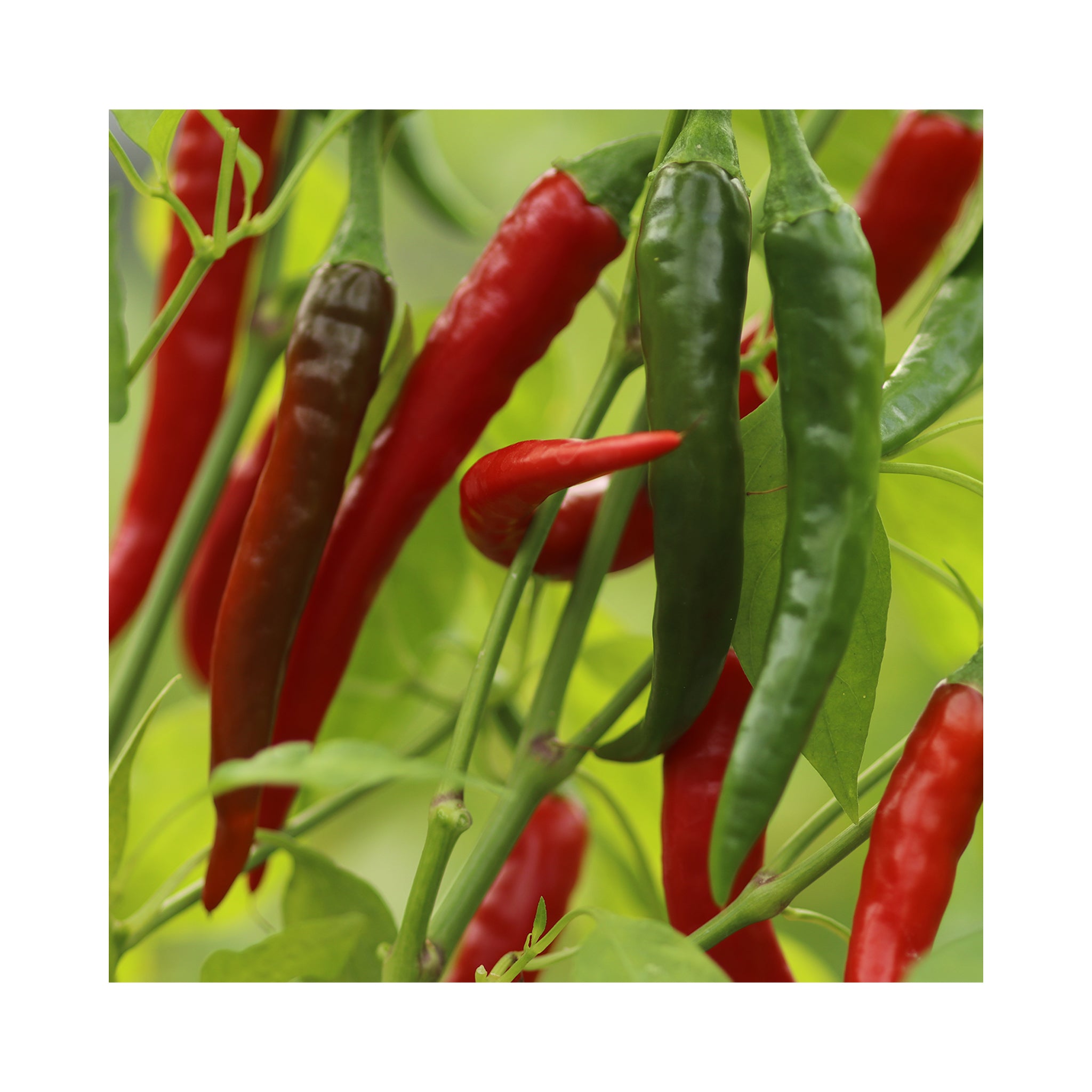 Chilli Ring of Fire Plant