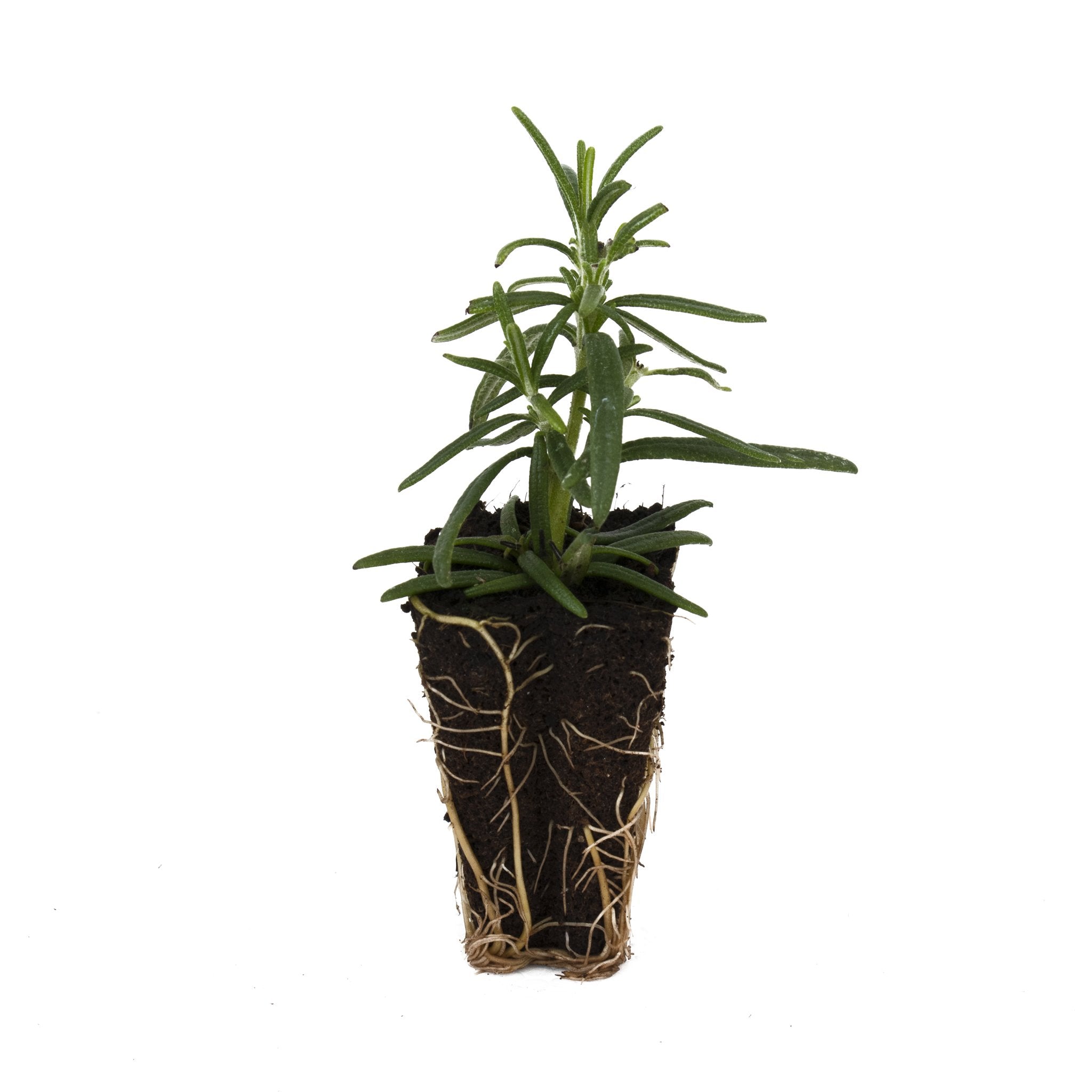 Prostrate Rosemary Herb Plant
