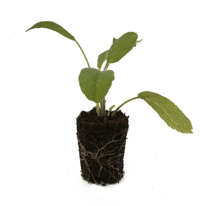 Common Sage Herb Plant