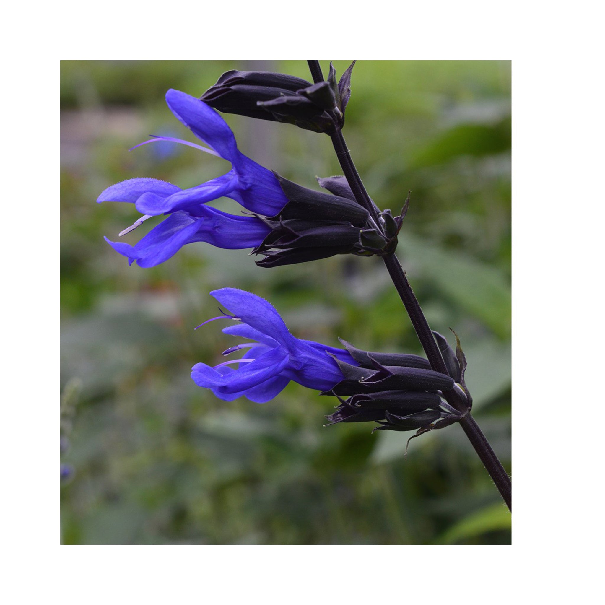 Salvia Black &amp; Blue