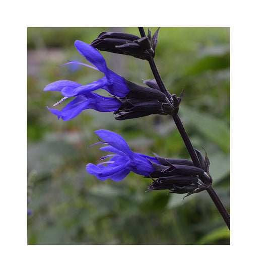 Salvia Black and Blue