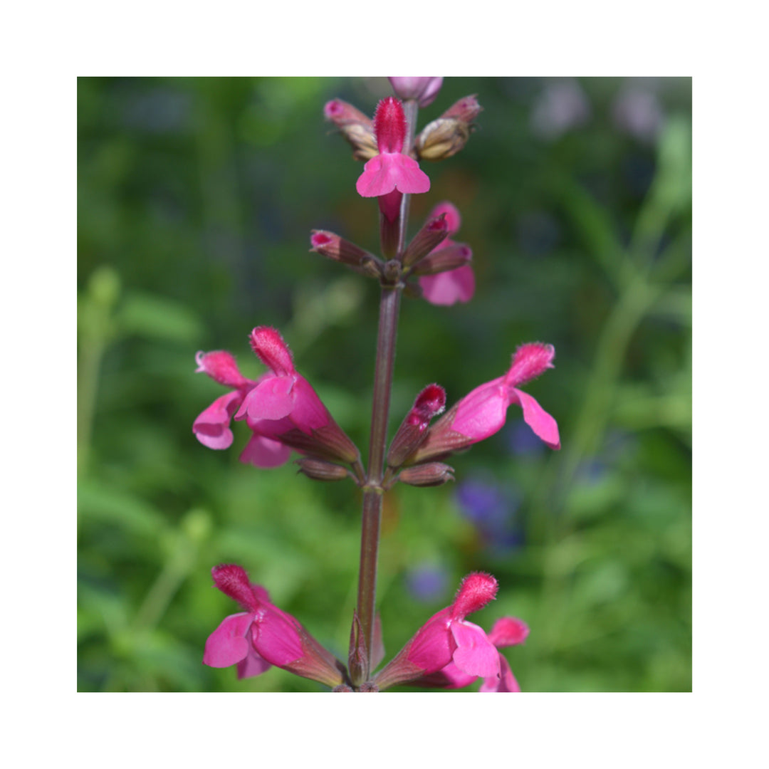 Salvia Mulberry Jam