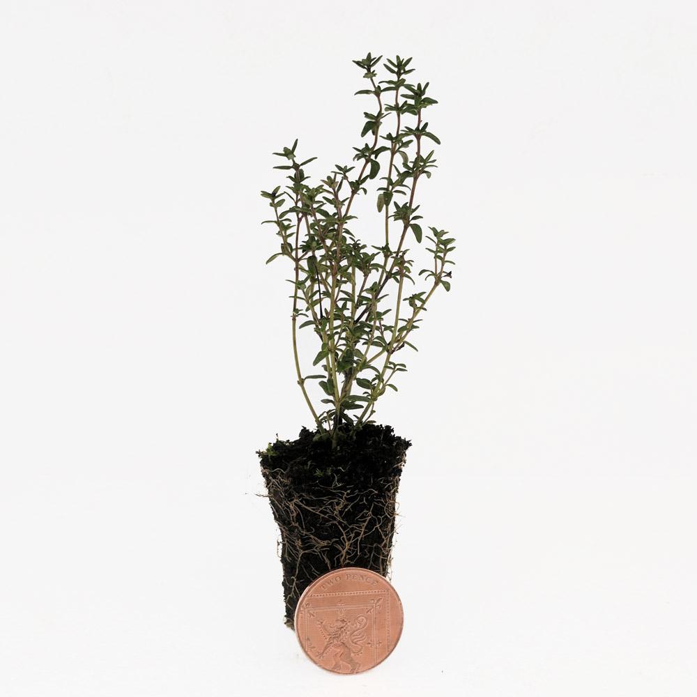 Orange Scented Thyme Herb Plant