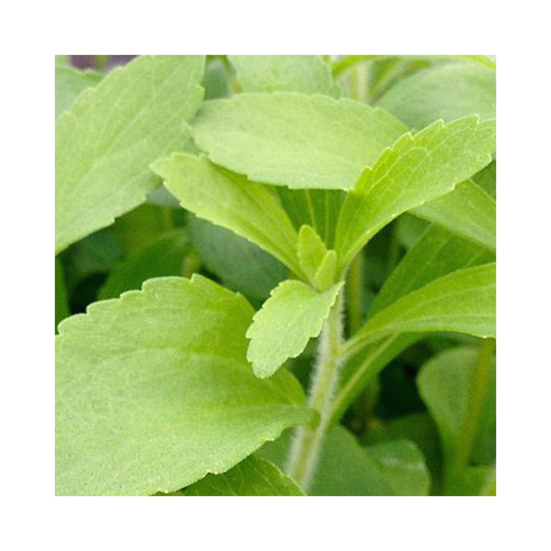 The Herbal Tea Collection of 6  Plants in 9cm pots