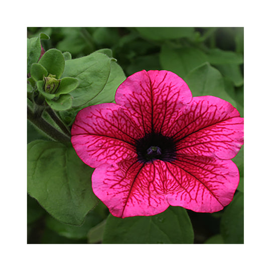 Petunia Collection 6 x 9cm Established plants