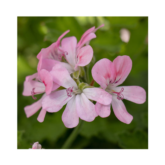 Scented Pelargonium (Geranium), 6 mixed starter plants - Stunning Flowers with Scented Foliage