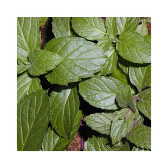 Swiss Mint