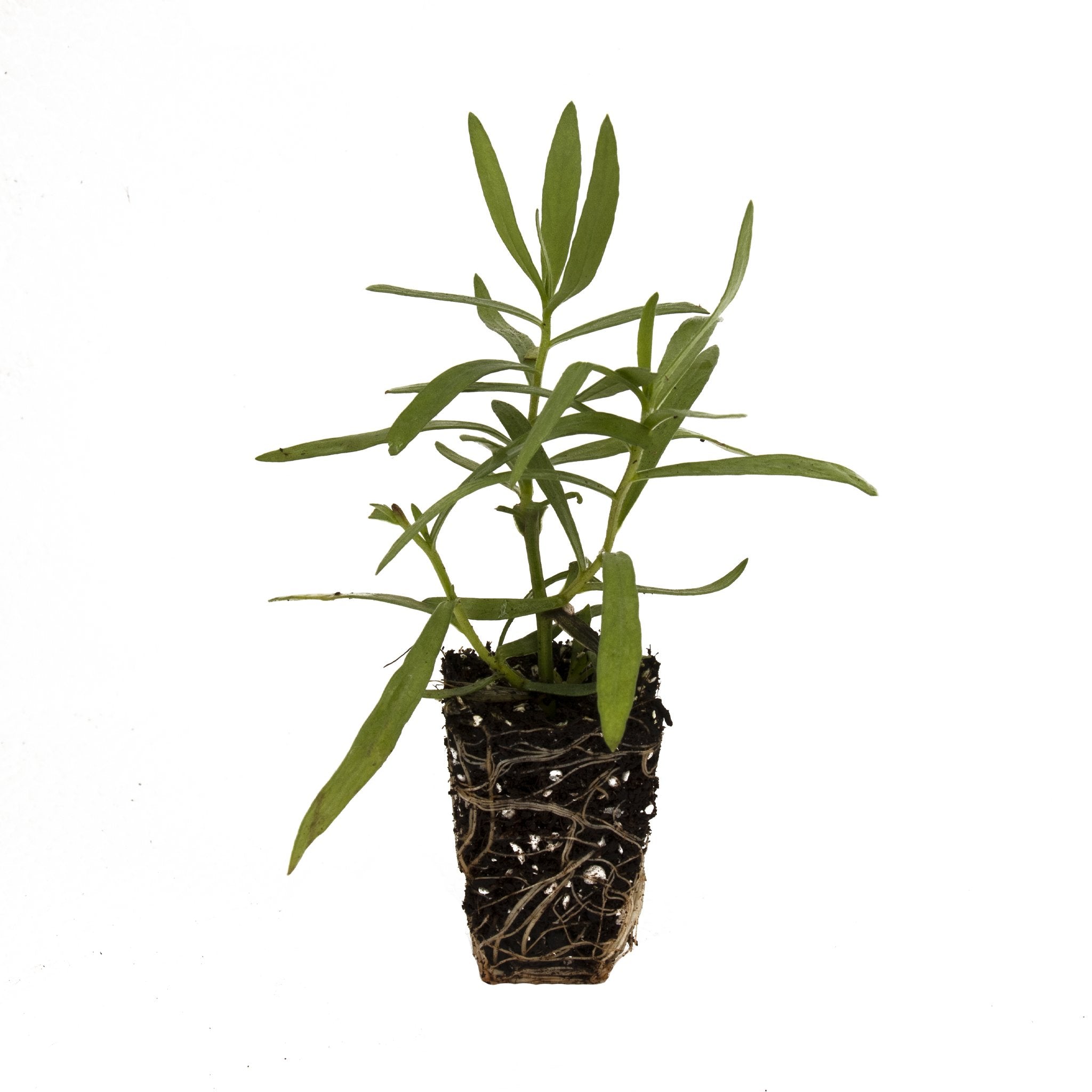 French Tarragon Herb Plant