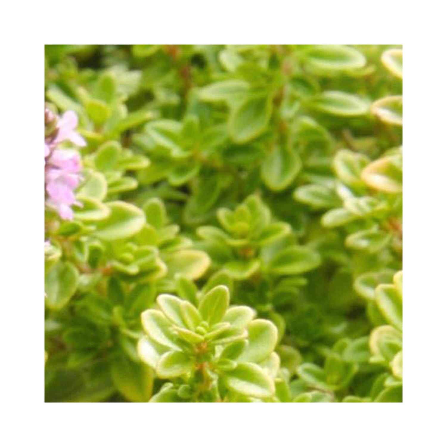 Thyme ultimate 12 Starter Plant collection