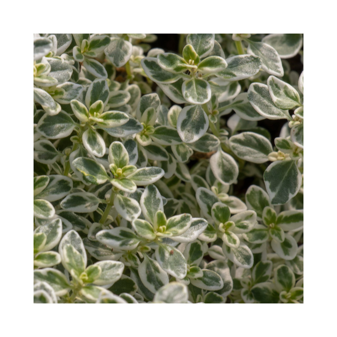Sparkling Bright Thyme Herb Plant