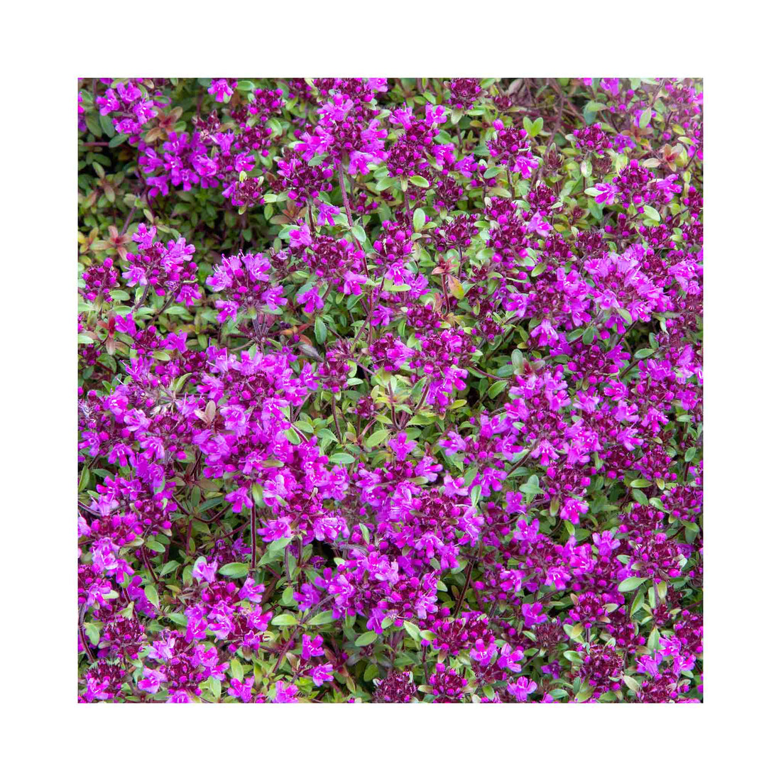 Thyme Creeping Red