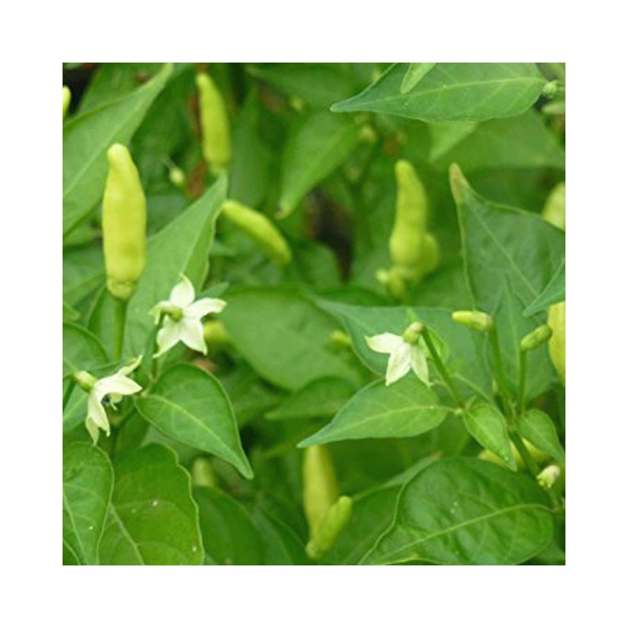 Chilli Tabasco Plant