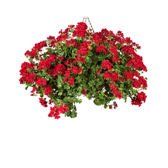 Pelargonium (Trailing Ivy Geranium) plug plants 10 mixed plants. Amazing value, well rooted.