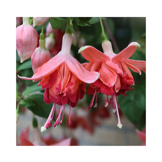 10 Mixed Trailing Fuchsia Plug Plants - Stunning Fuchsia Collection