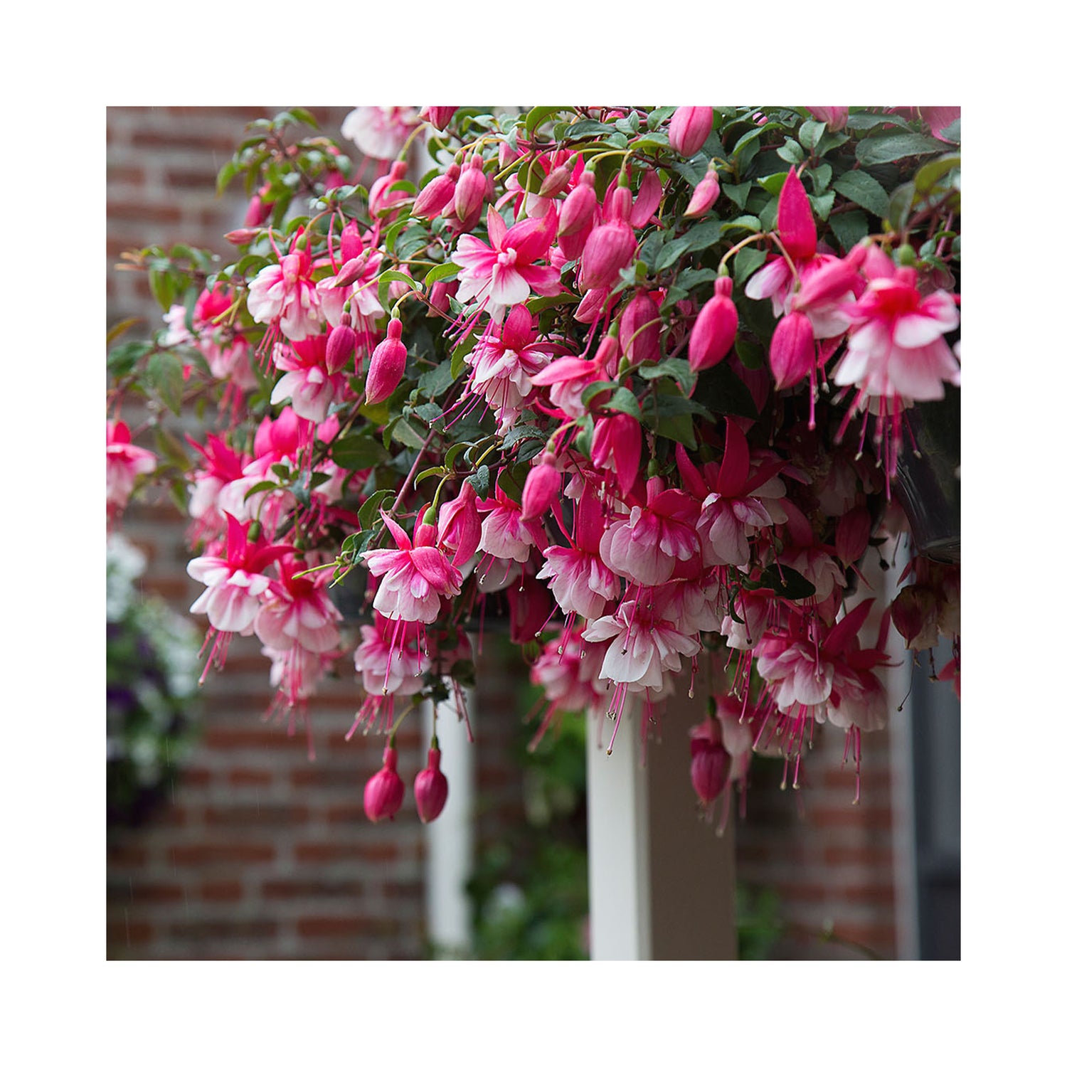 hanging basket plug plant collections Hanging basket summer collection plug plants, 10 plug plants *Amazing value* – BuyPlants.co.uk