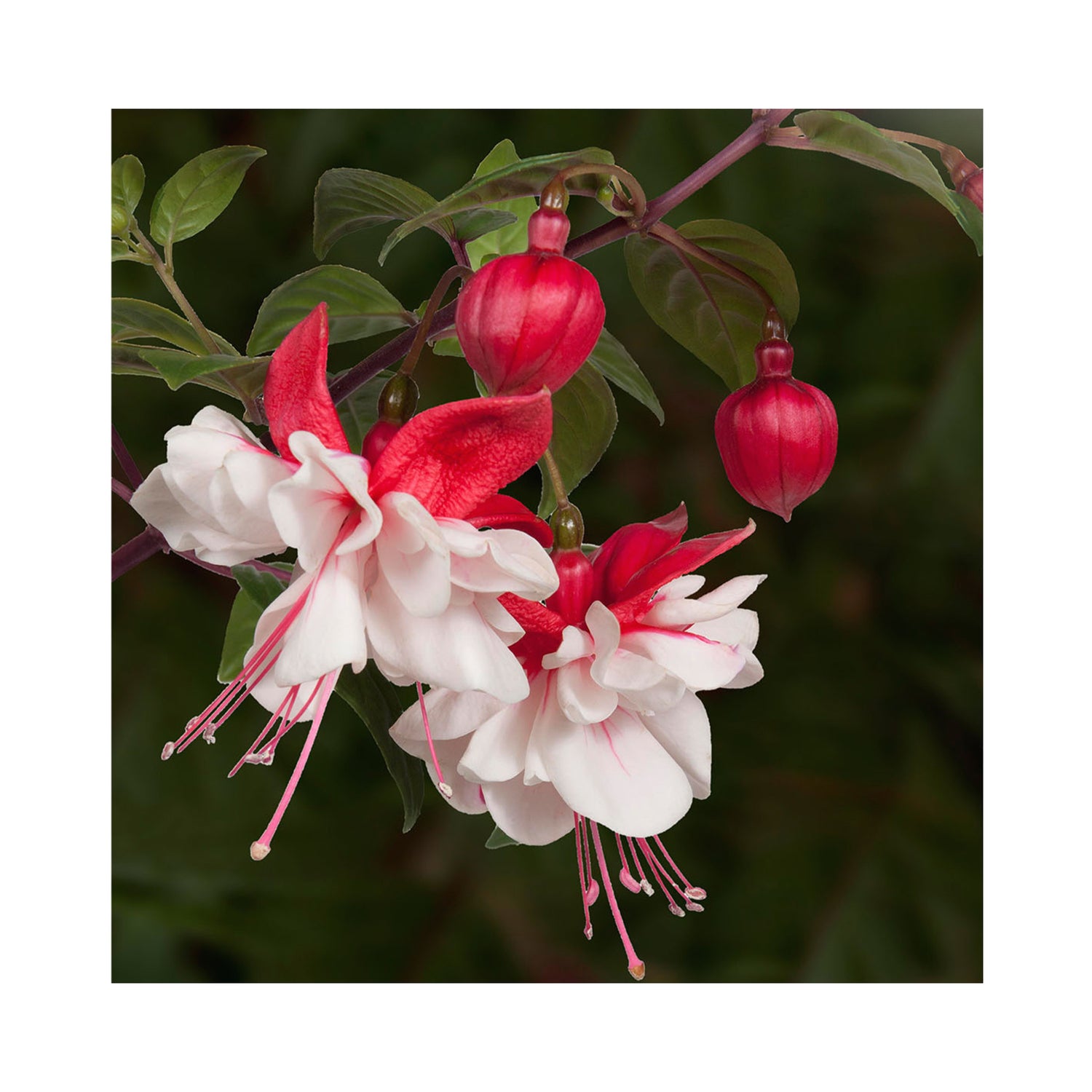 10 Mixed Trailing Fuchsia Plug Plants - Stunning Fuchsia Collection