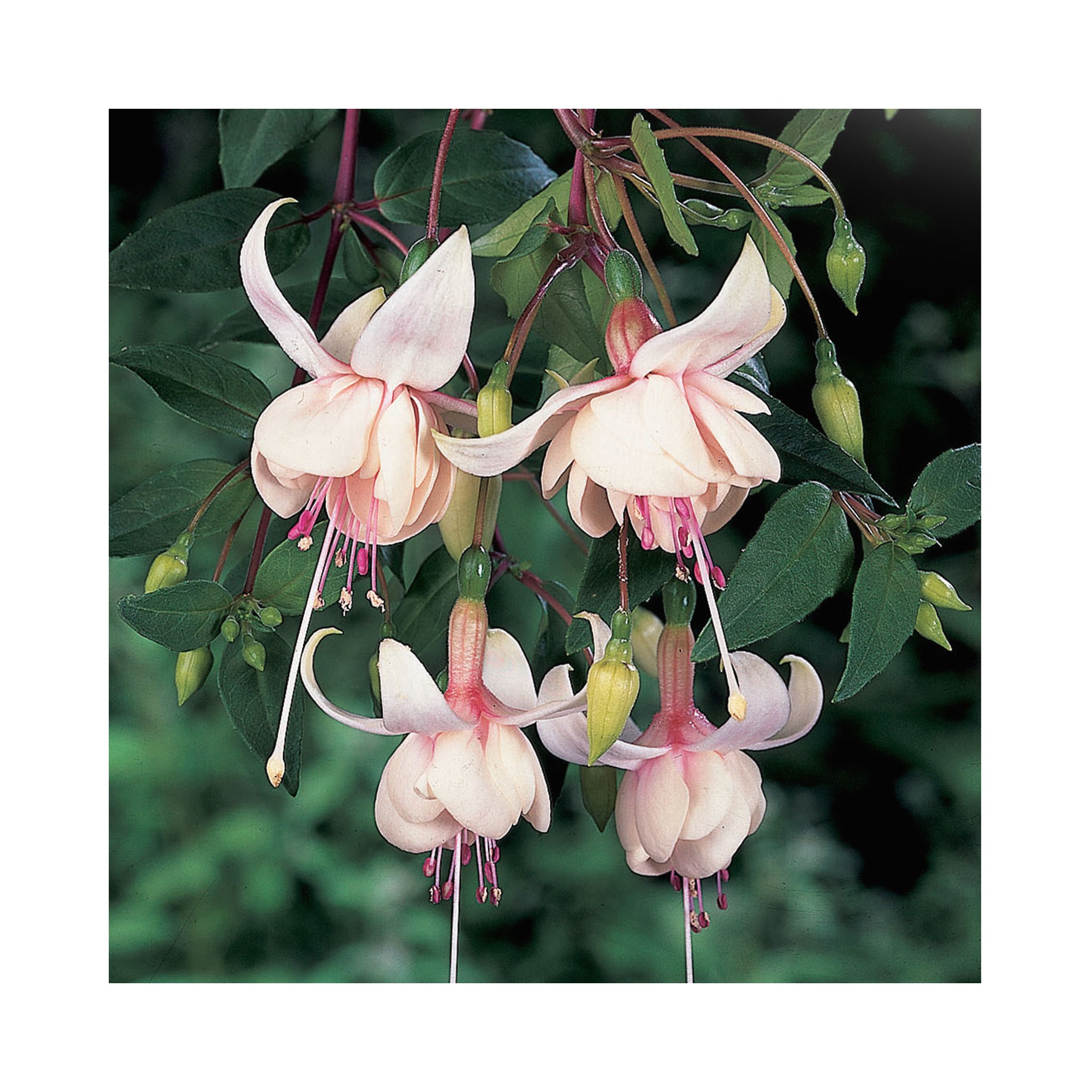 Trailing Fuchsia Harry Gray