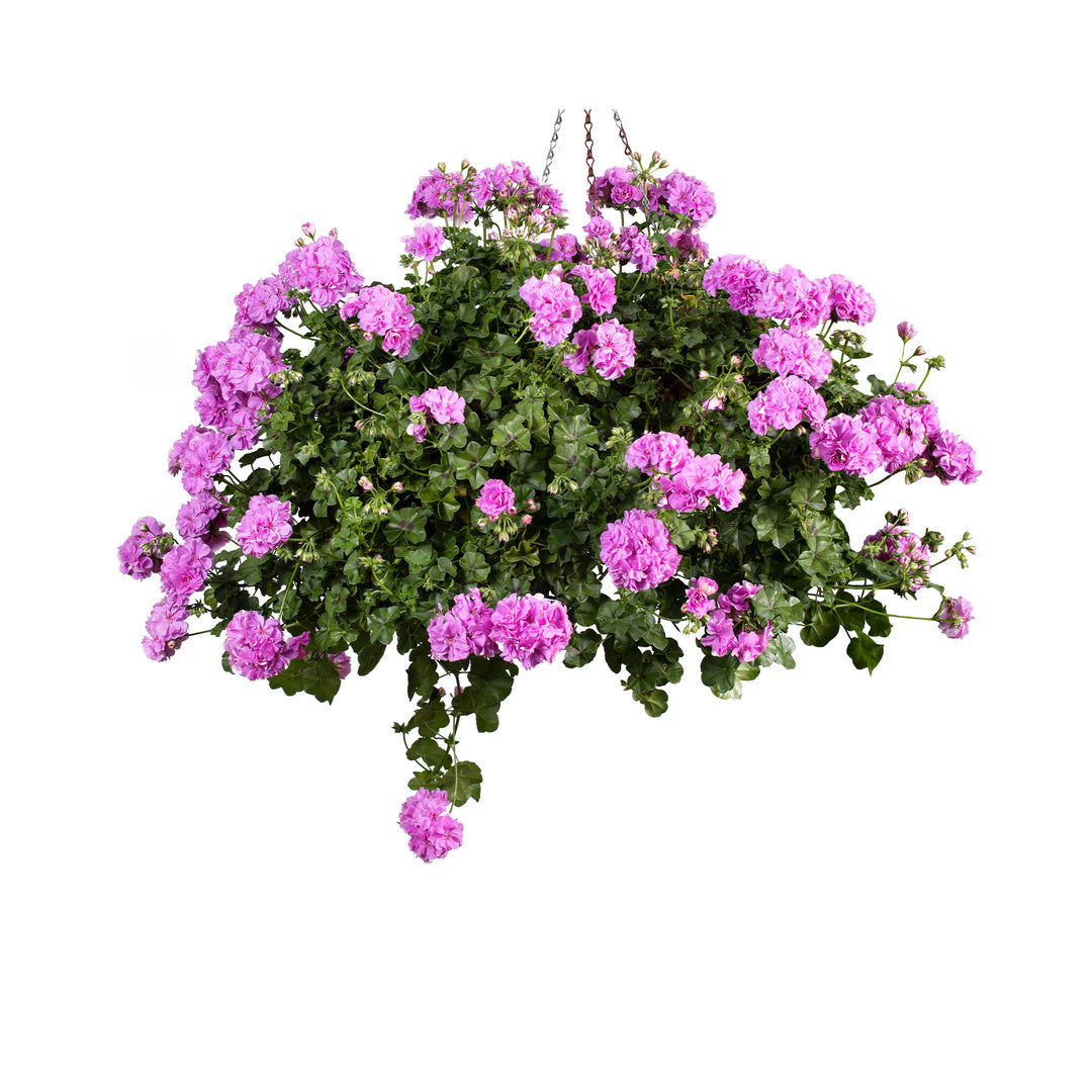 Pelargonium (Trailing Ivy Geranium) plug plants 10 mixed plants. Amazing value, well rooted.