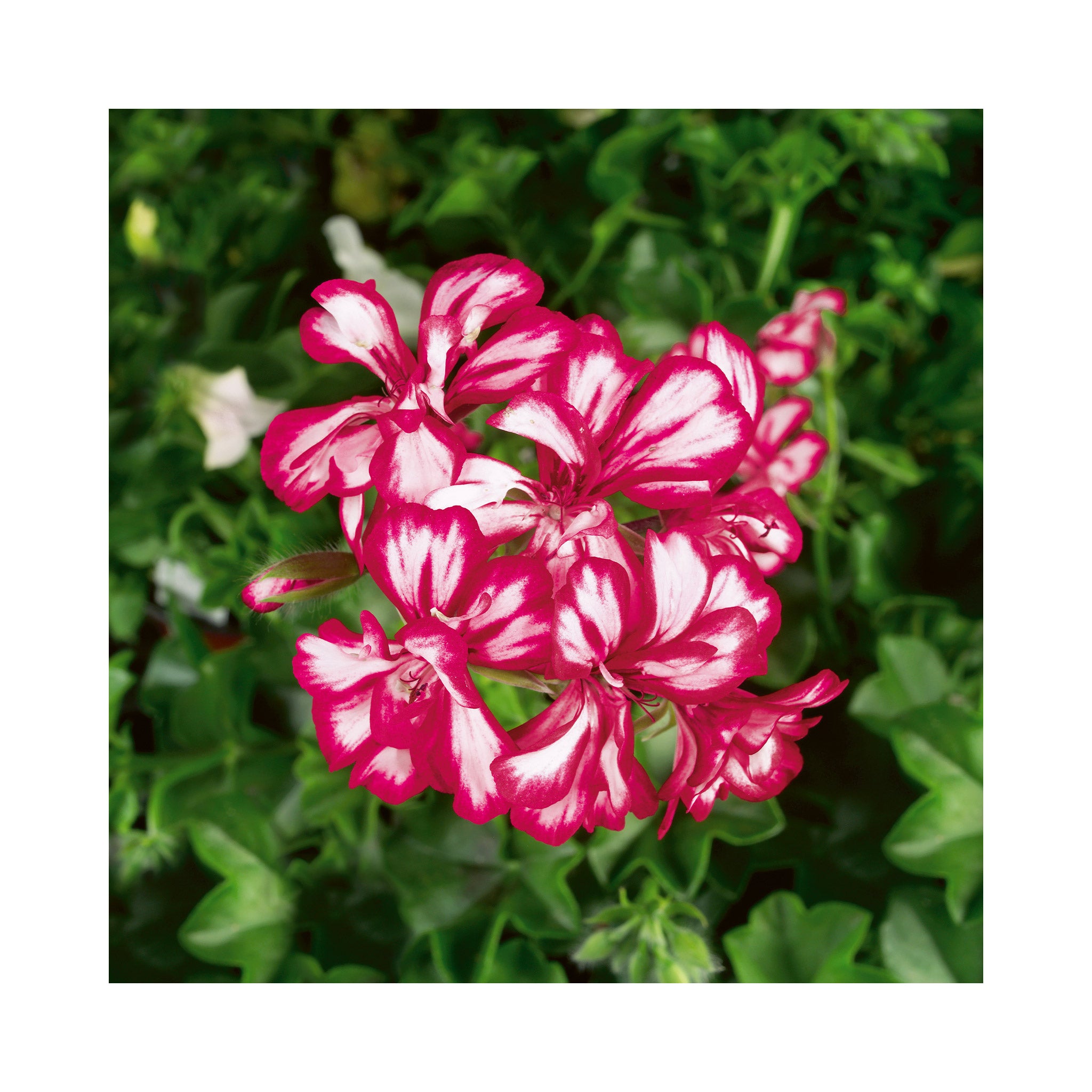 Trailing (ivy) Geranium plug plants 10 mixed plants. Amazing value, well rooted.