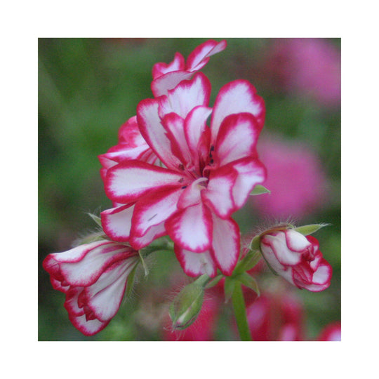 Pelargonium (Trailing Ivy Geranium) plug plants 10 mixed plants. Amazing value, well rooted.