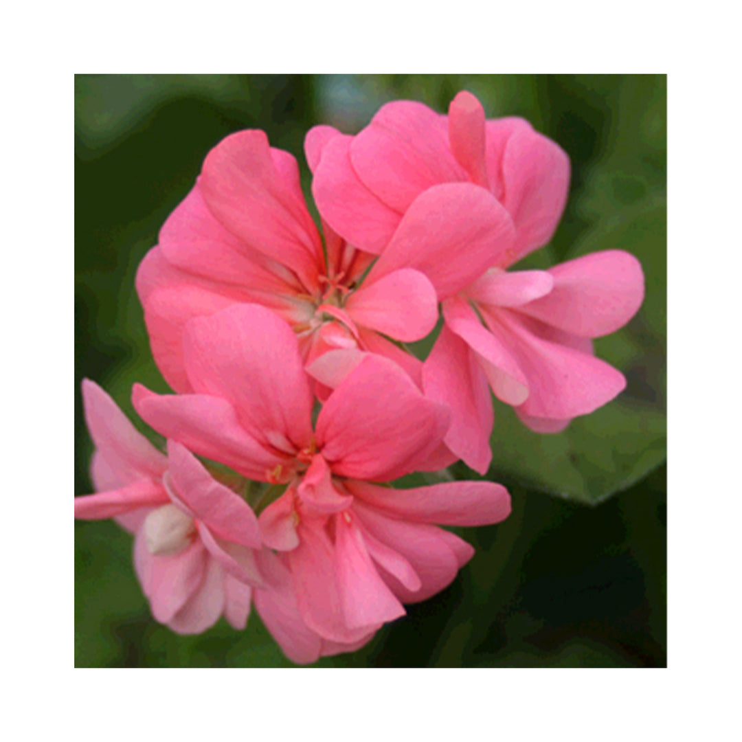 Pelargonium (Trailing Ivy Geranium) plug plants 10 mixed plants. Amazing value, well rooted.