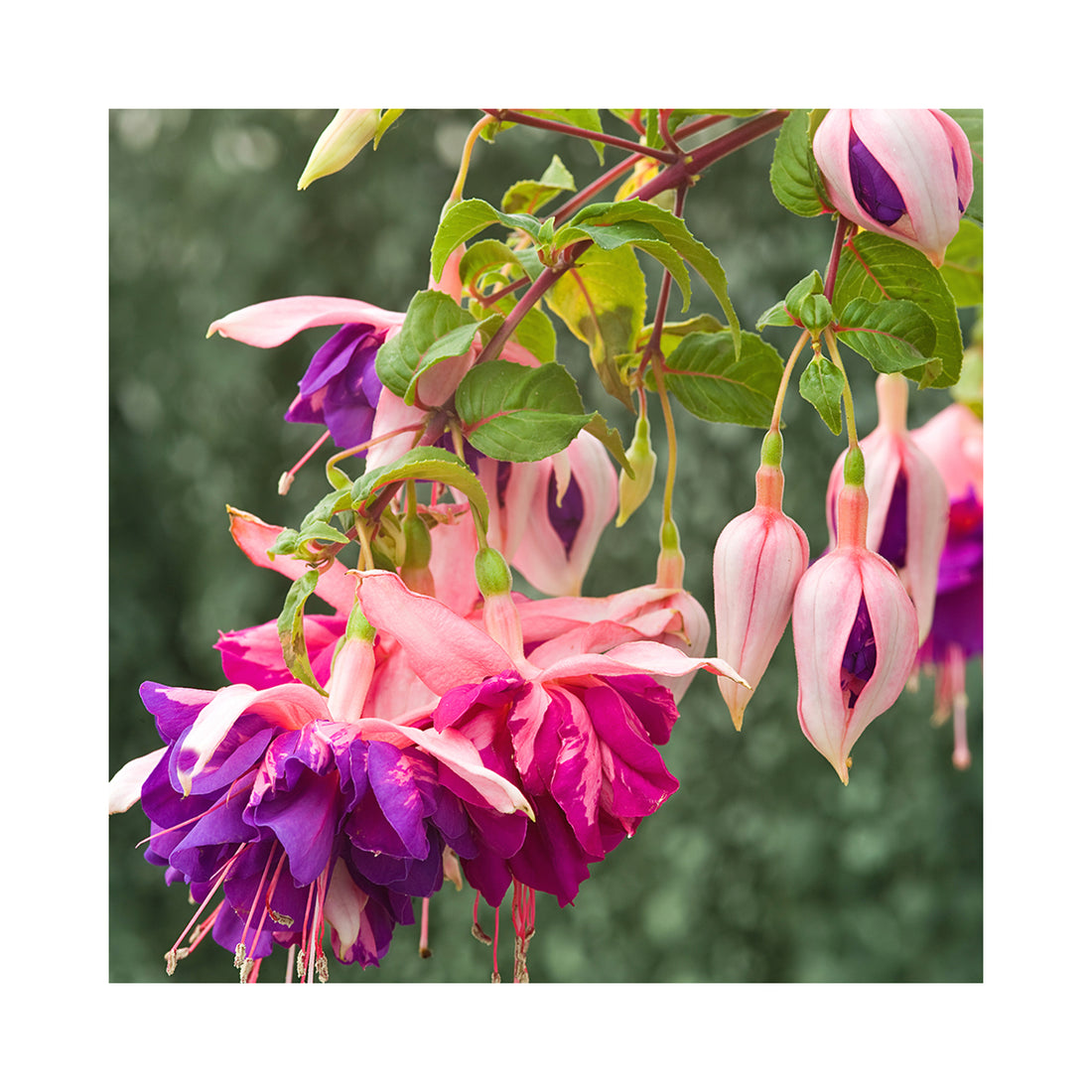 10 Mixed Trailing Fuchsia Plug Plants - Stunning Fuchsia Collection