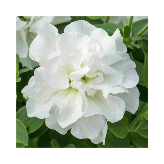 Petunia Double Tumberlina Collection