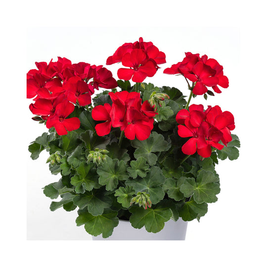 Pelargonium (Upright Geranium) TwoinOne Collection