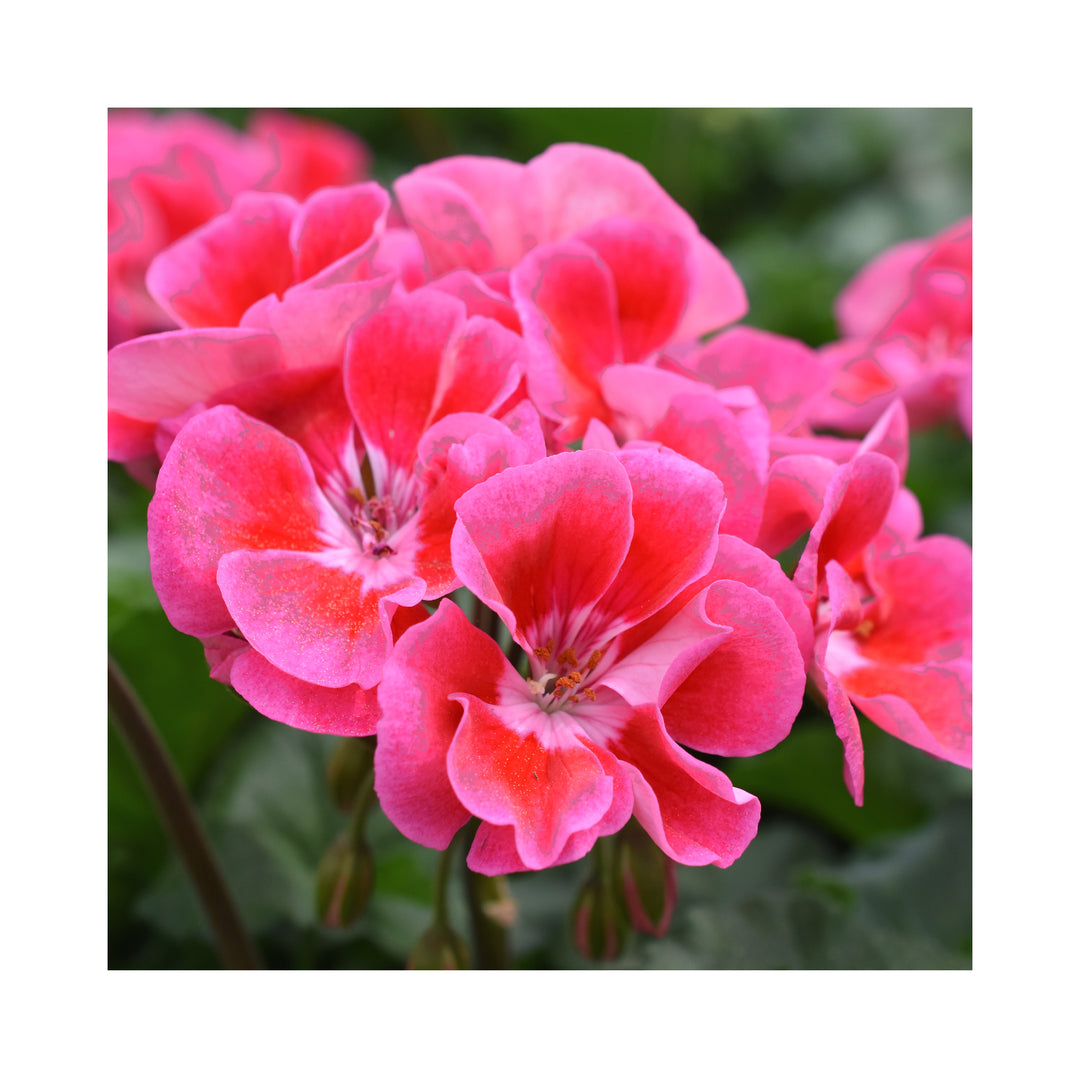Pelargonium (Upright Geranium) TwoinOne Collection