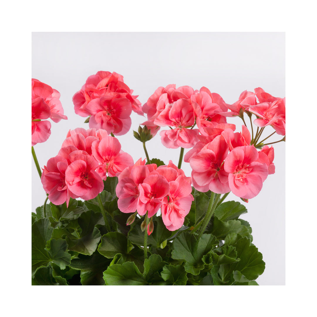 Pelargonium (Upright Geranium) TwoinOne Collection