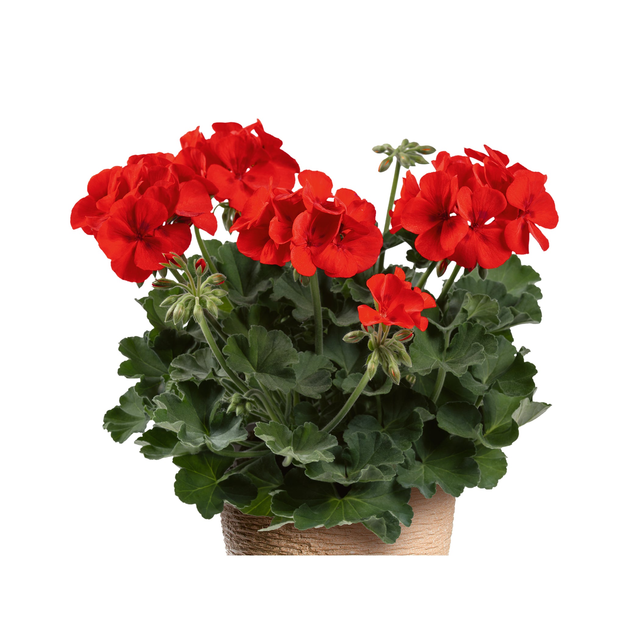 Upright Geranium TwoinOne Patio Scarlet Kiss