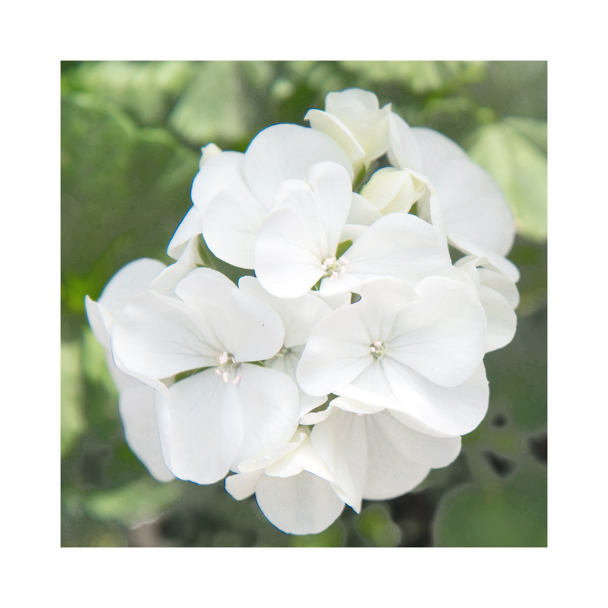 Upright Geranium TwoinOne White