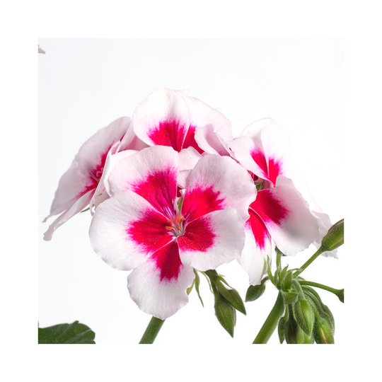 Pelargonium (Upright Geranium) TwoinOne Collection
