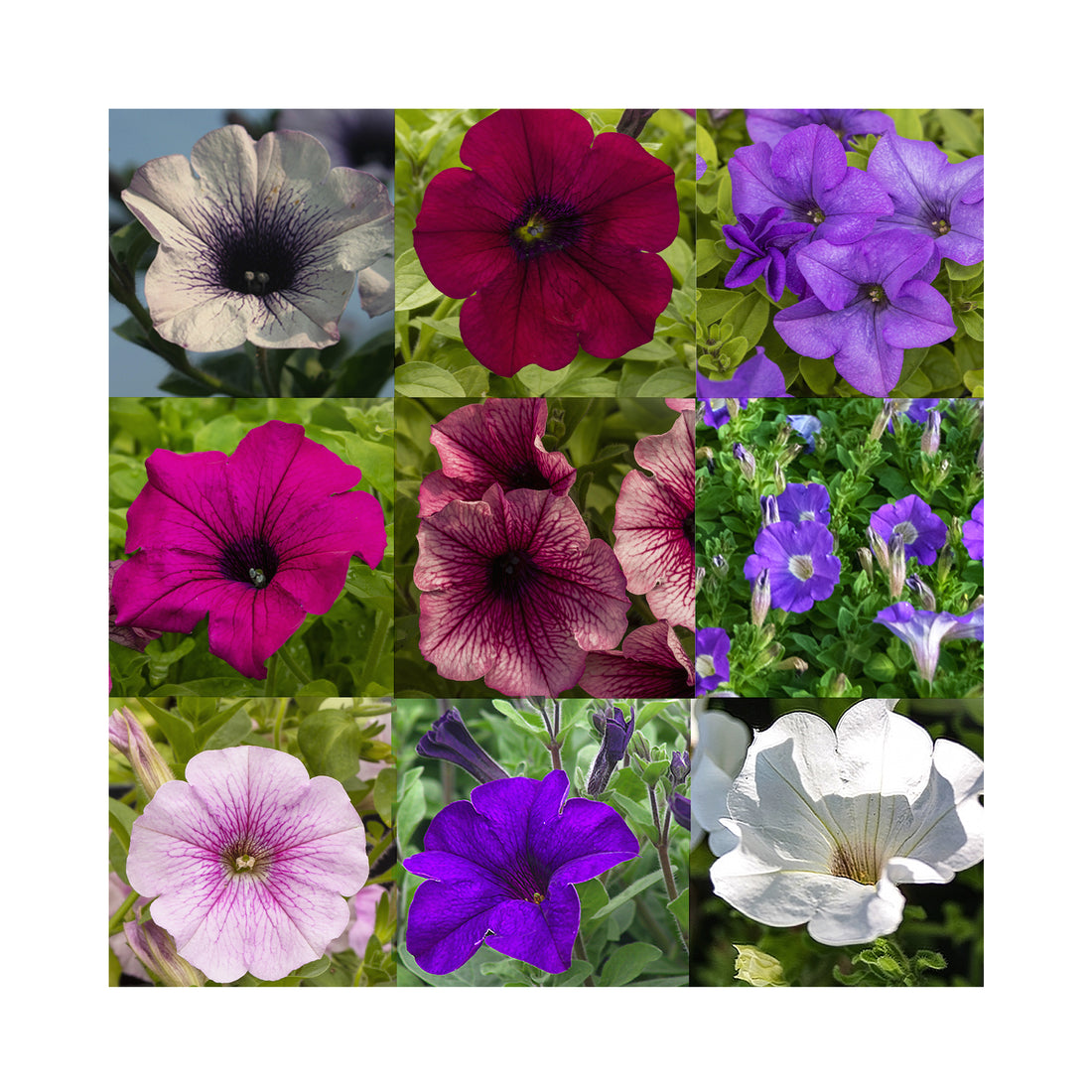 Petunia, Ultimate Trailing Pack. Twelve 9cm Established plants