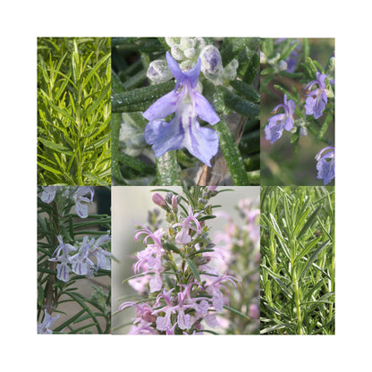 Rosemary collection of 6 Starter Plants