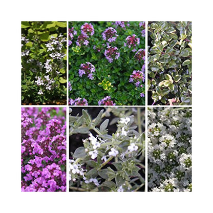 Thyme collection of 6 Established Plants in 9cm pots.