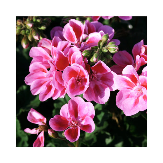 Pelargonium (Upright, Zonal Geranium) plug plants 10 mixed plants. Amazing value, well rooted.