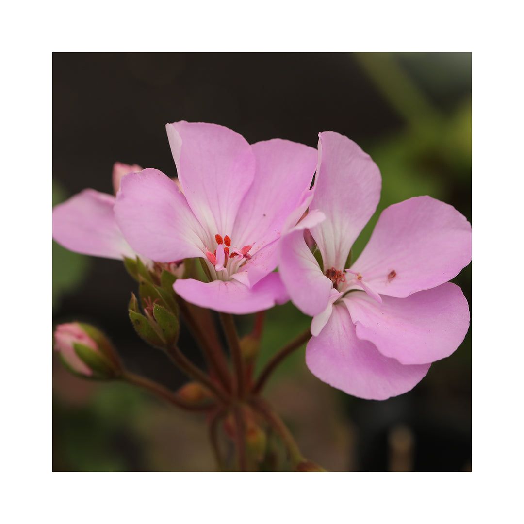 Pelargonium (Upright, Zonal Geranium) plug plants 10 mixed plants. Amazing value, well rooted.