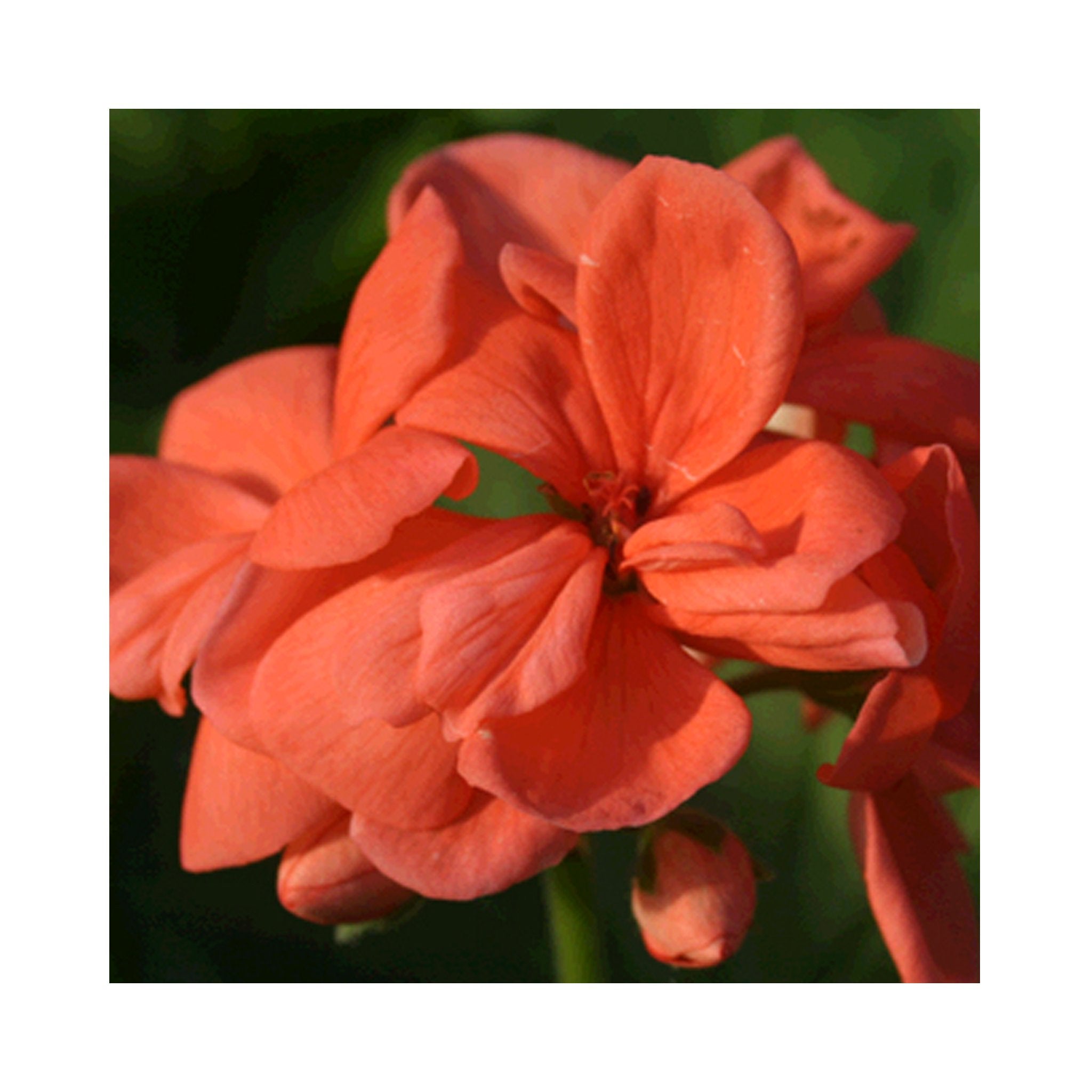 Upright (Zonal) Geranium plug plants 10 mixed plants. Amazing value, well rooted.