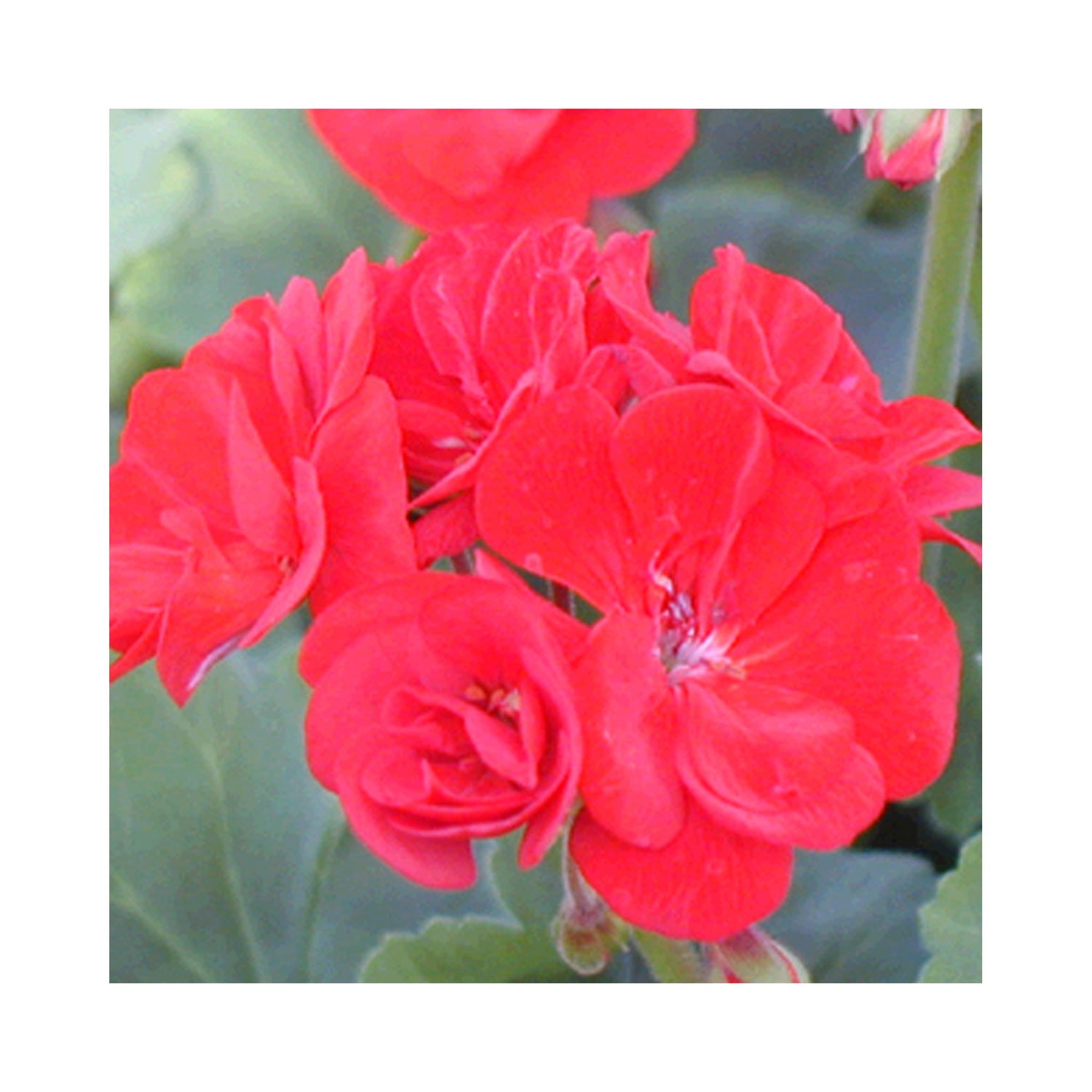 Upright (Zonal) Geranium plug plants 10 mixed plants. Amazing value, well rooted.