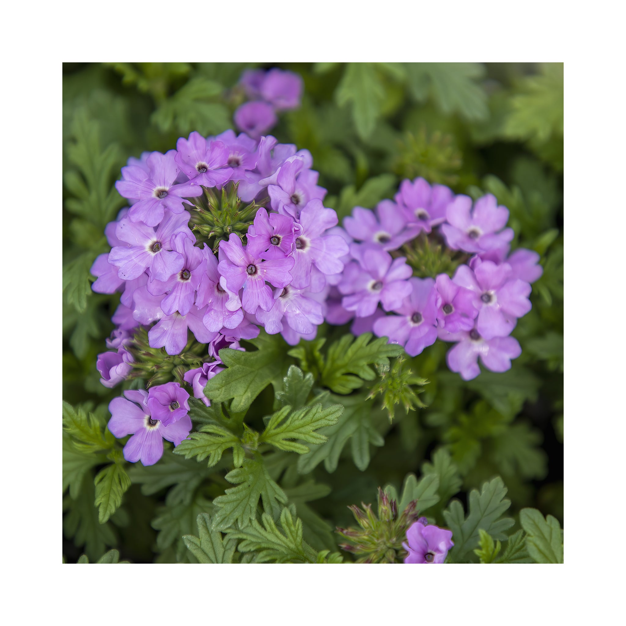 Verbena Vera Lavender